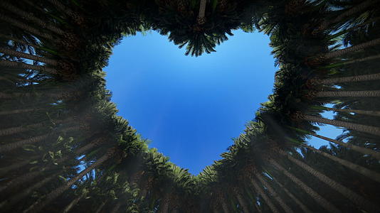仰望棕榈树的心脏乳头结膜hd视频的预览图