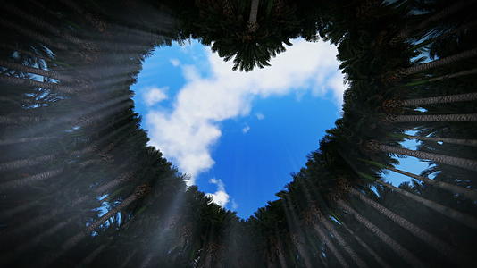 仰望棕榈树的心脏放大时落云hd视频的预览图
