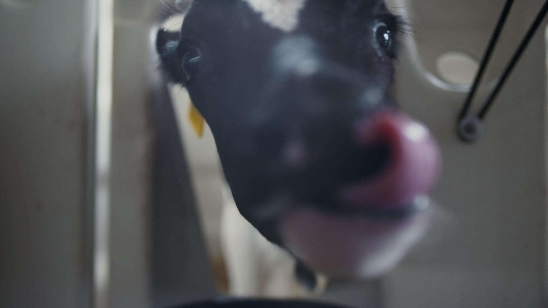 小新生母牛嗅探相机舔谷仓视频的预览图