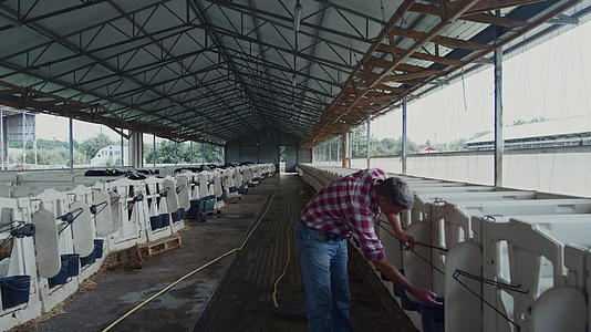 农民在新生动物牛舍兽医室喂养小牛视频的预览图