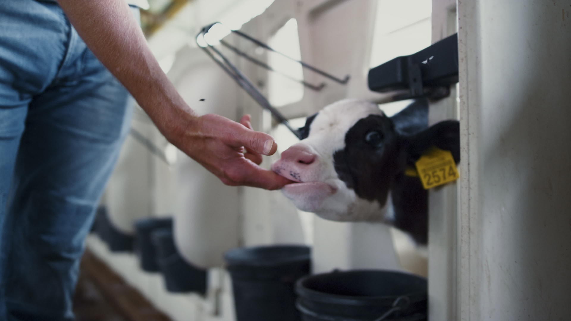 小牛咀嚼工人的手站在牛棚里为新生动物特写视频的预览图
