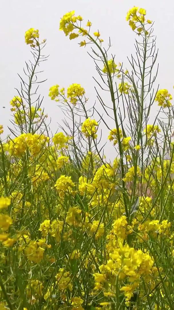 春天自然风光油菜花视频收藏视频的预览图