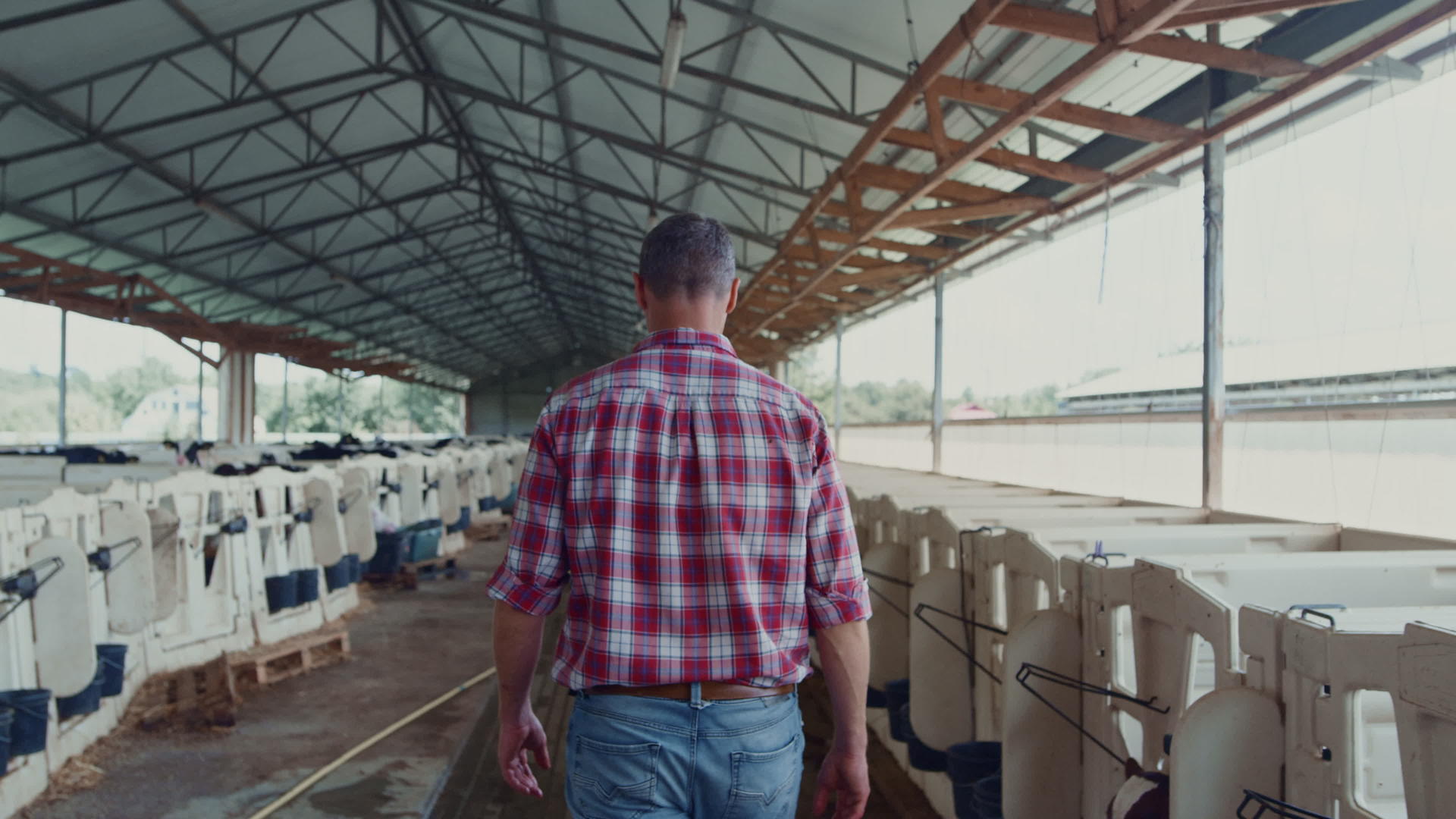 奶牛场的农民在牛棚里遛牛视频的预览图