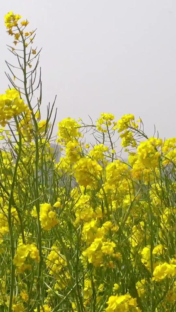 春天自然风光油菜花视频收藏视频的预览图