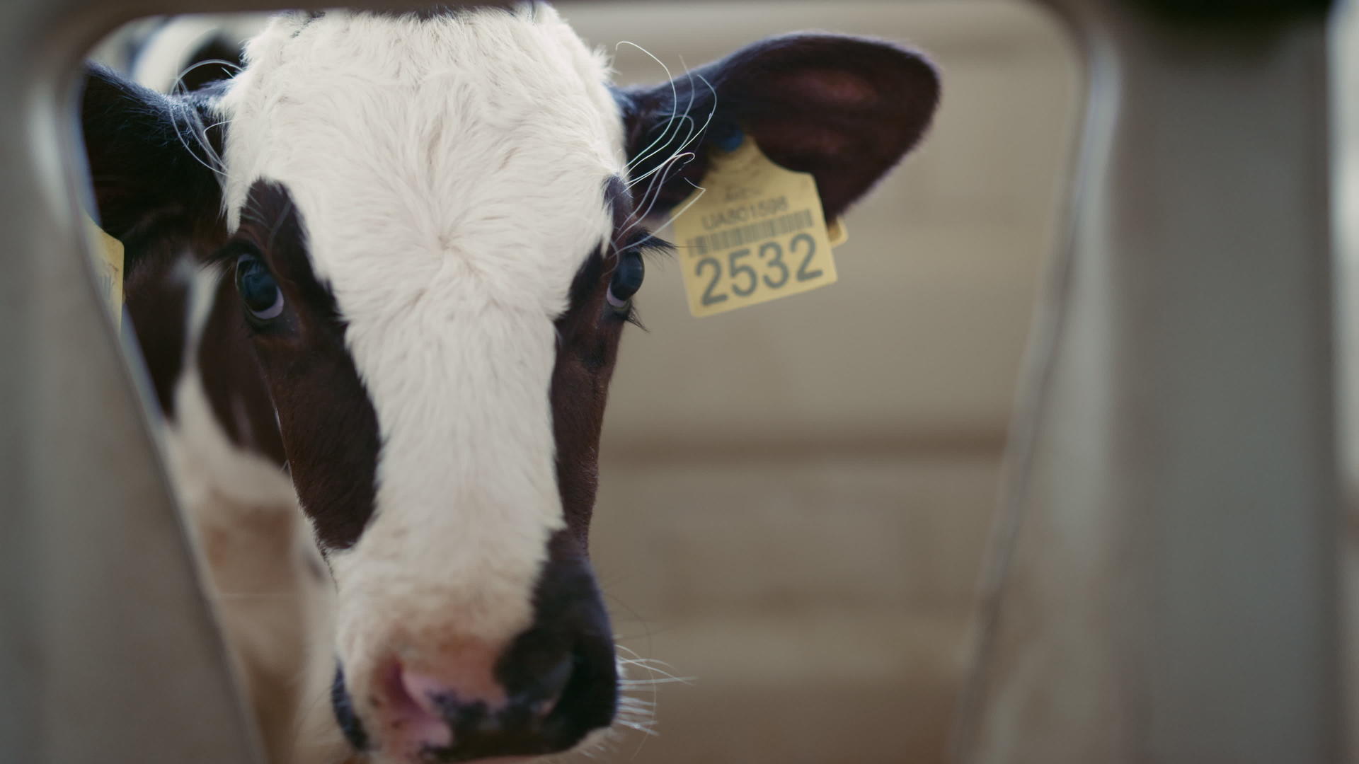 可爱的小牛枪口在农场特写镜头中等待食物视频的预览图