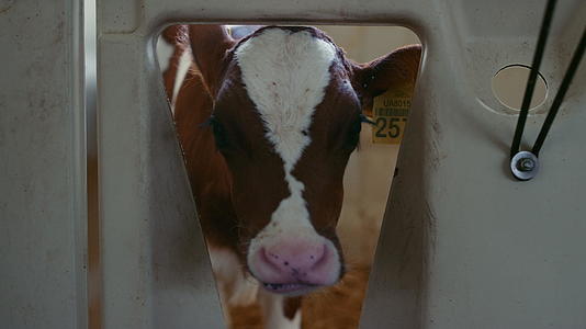 年轻的母牛在牛棚特写镜头中舔鼻子视频的预览图