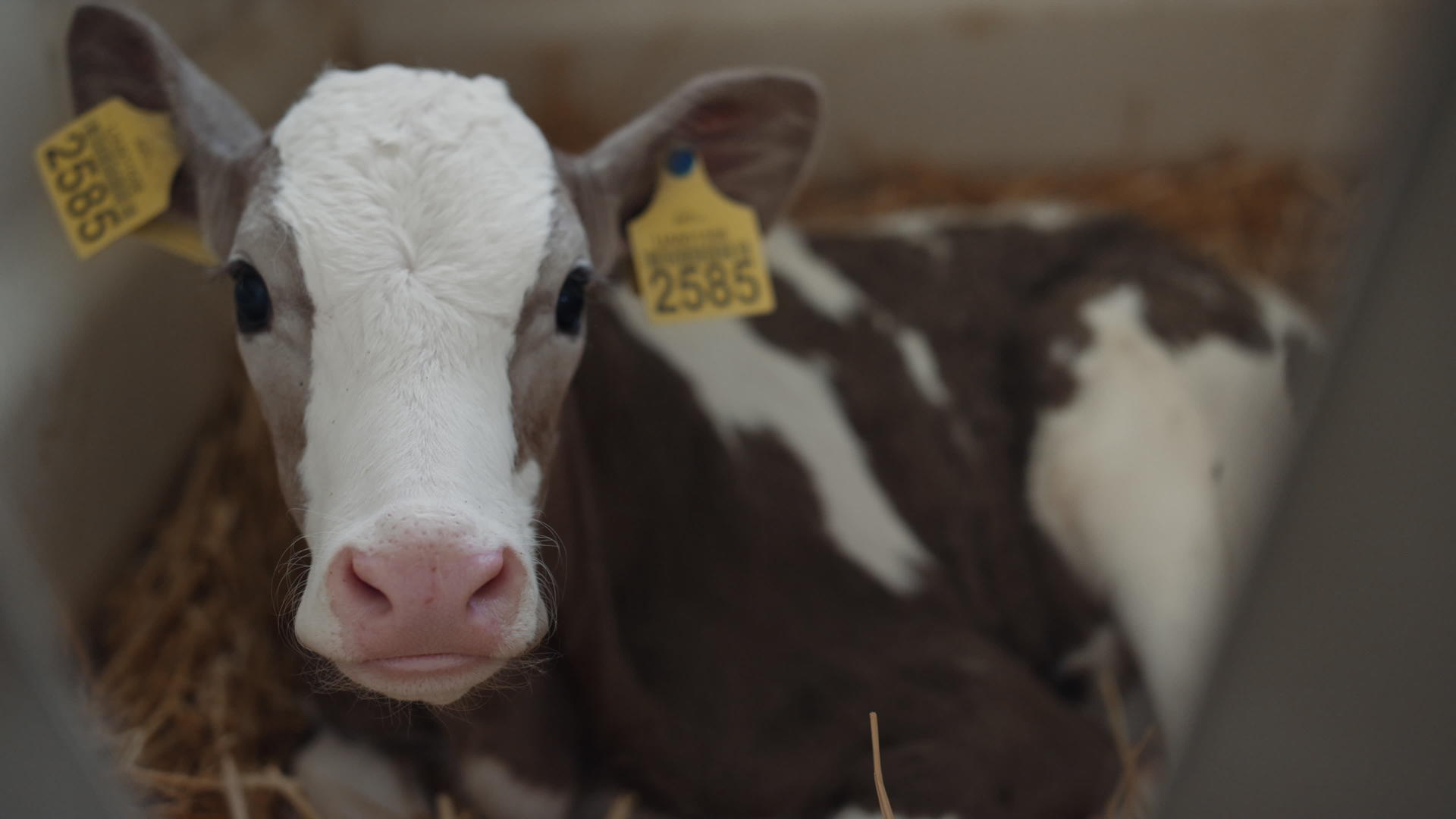 在农业牛棚里小牛犊放松稻草视频的预览图