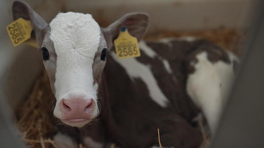 在农业牛棚里小牛犊放松稻草视频的预览图