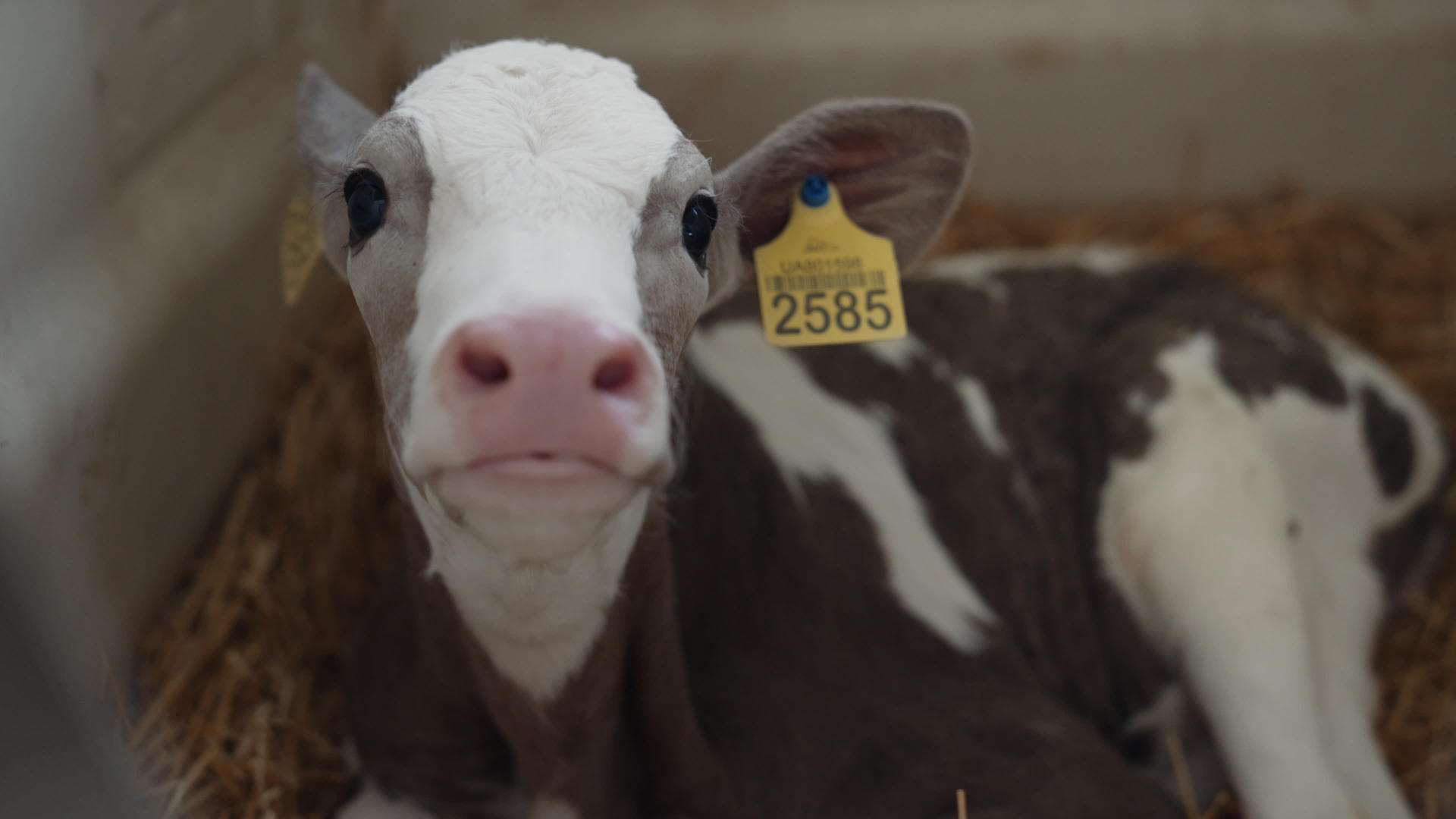 年轻的母牛在干草现代兽医设施的特写镜头上看着相机放松视频的预览图