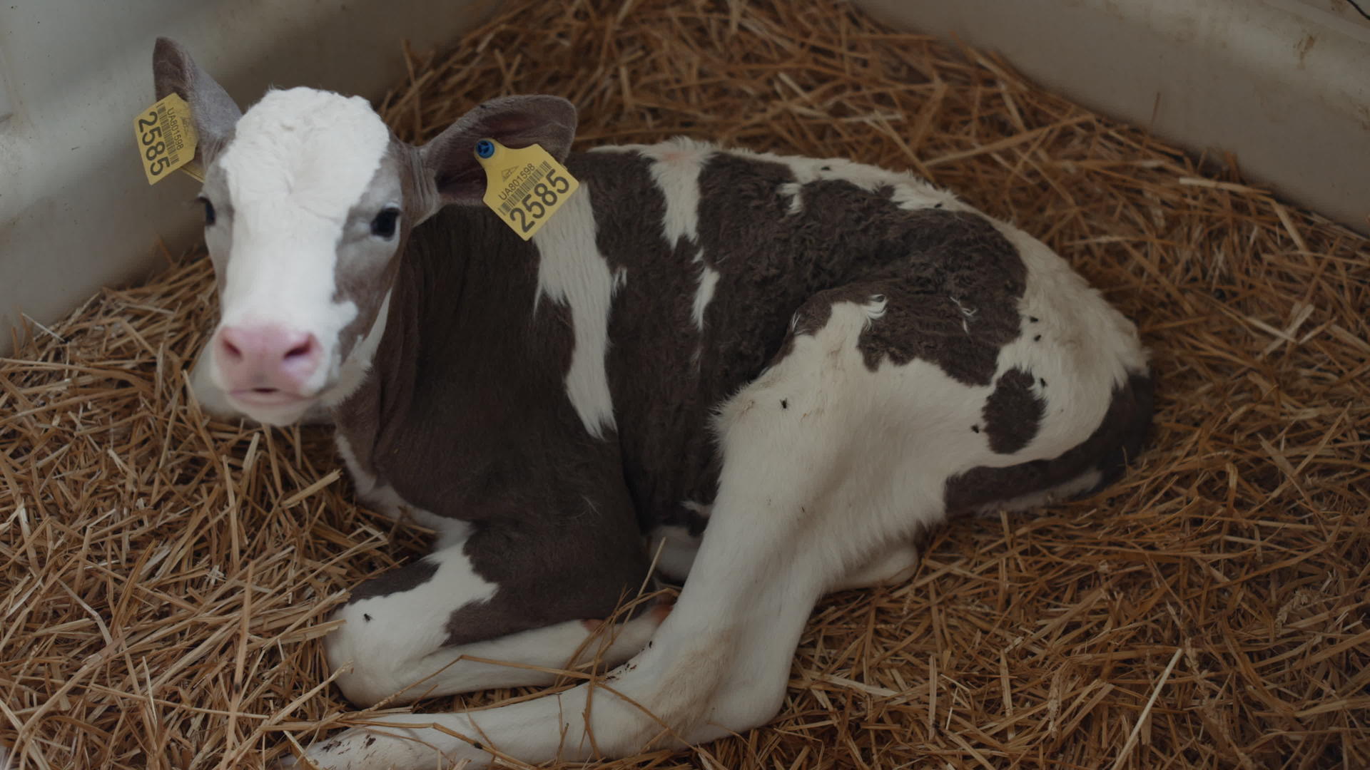 小牛躺在兽医设施里的稻草上视频的预览图