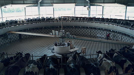 现代化自动奶牛棚生产牛奶的技术奶牛挤奶转盘视频的预览图