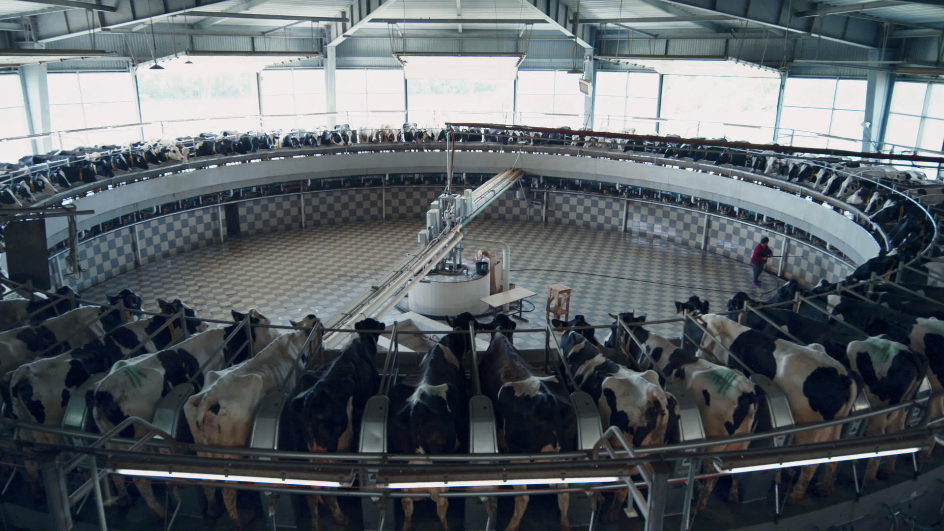 牛挤奶牛是技术农场的自动化系统视频的预览图