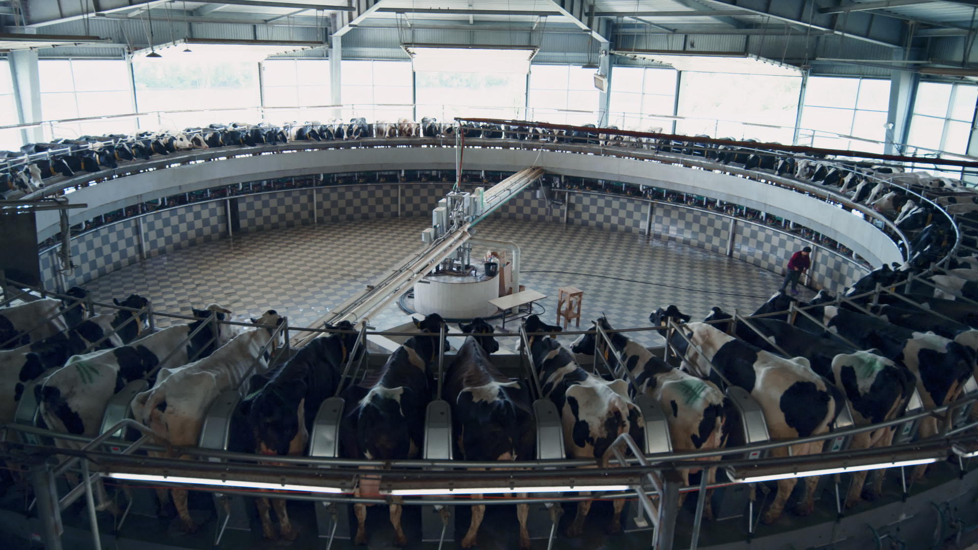 农田机器人牛棚大型工业机器现代挤奶工艺视频的预览图