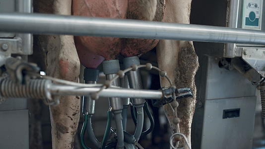 奶牛挤奶转盘在机器人技术农场特写镜头中工作视频的预览图
