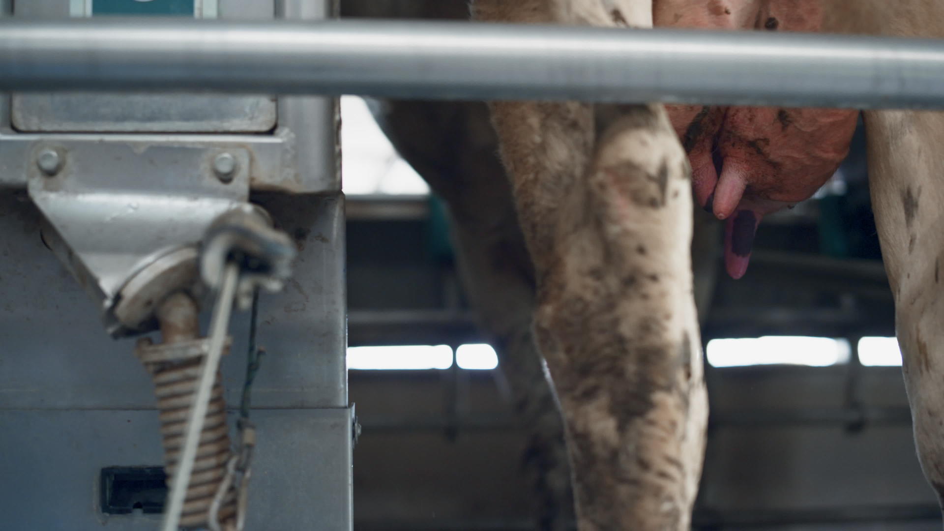 奶牛挤奶技术现代奶牛场视频的预览图