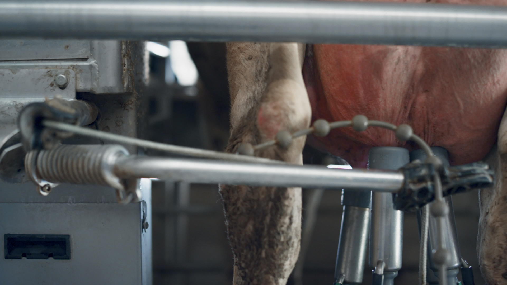 技术奶牛挤奶机在农业生产中工作视频的预览图