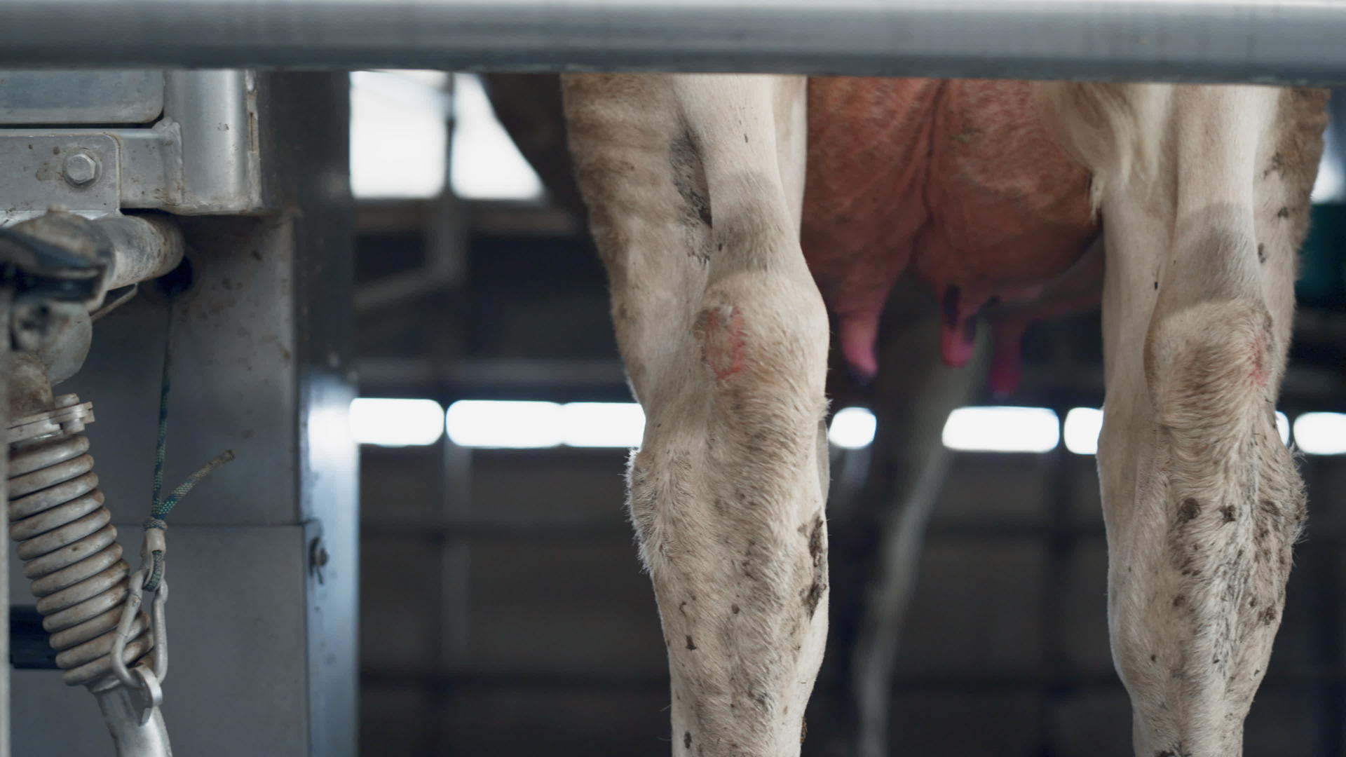 自动奶牛挤奶牛在现代农场处理视频的预览图