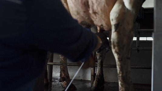 农场主挤奶牛技术牧场视频的预览图