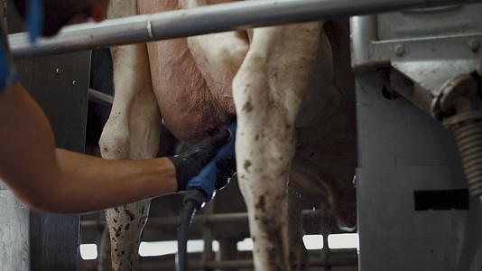 男人在技术谷仓挤奶过程前清洗牛奶视频的预览图