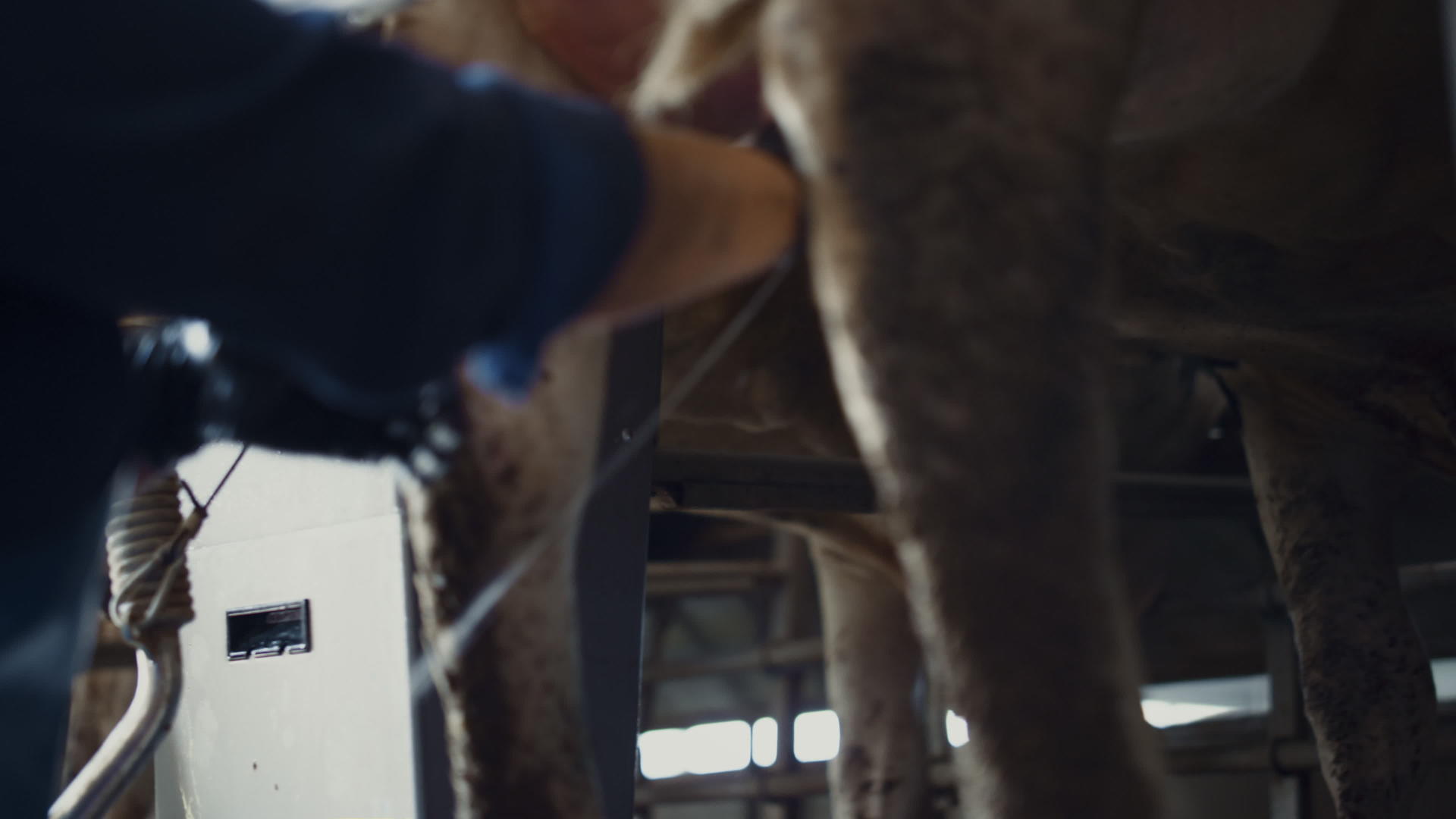 牛奶挤奶过程技术牛棚技术视频的预览图