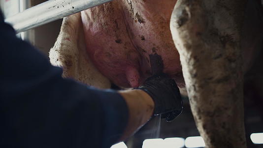 农场里的农民用手拿牛奶视频的预览图