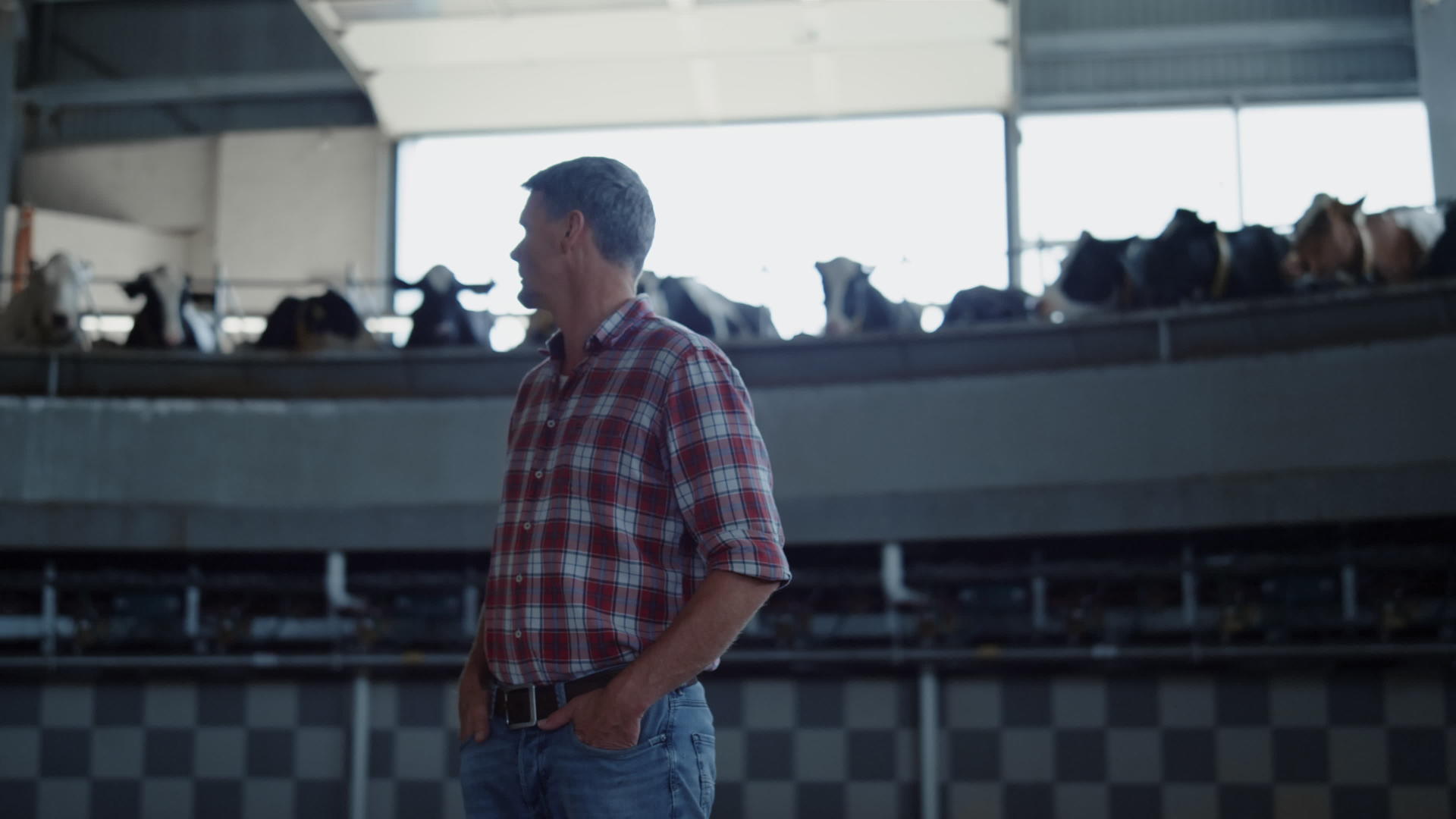 牲畜专家检查奶制品生产中的挤奶转盘视频的预览图