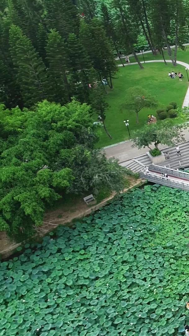荷叶荷叶在深圳洪湖公园视频的预览图