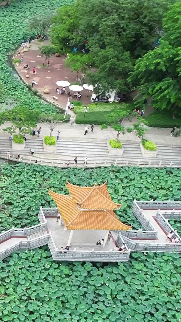 荷叶荷叶在深圳洪湖公园视频的预览图