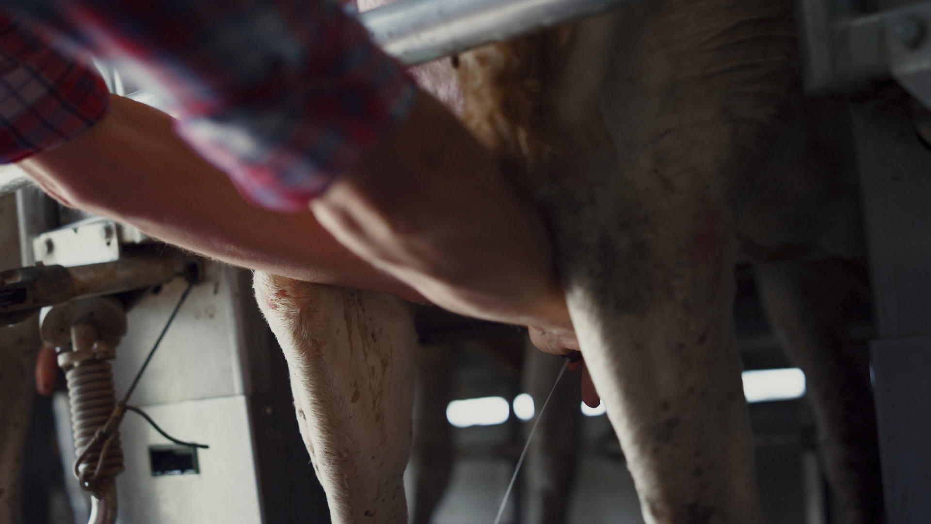 在现代技术畜牧设施中农民亲手挤奶视频的预览图