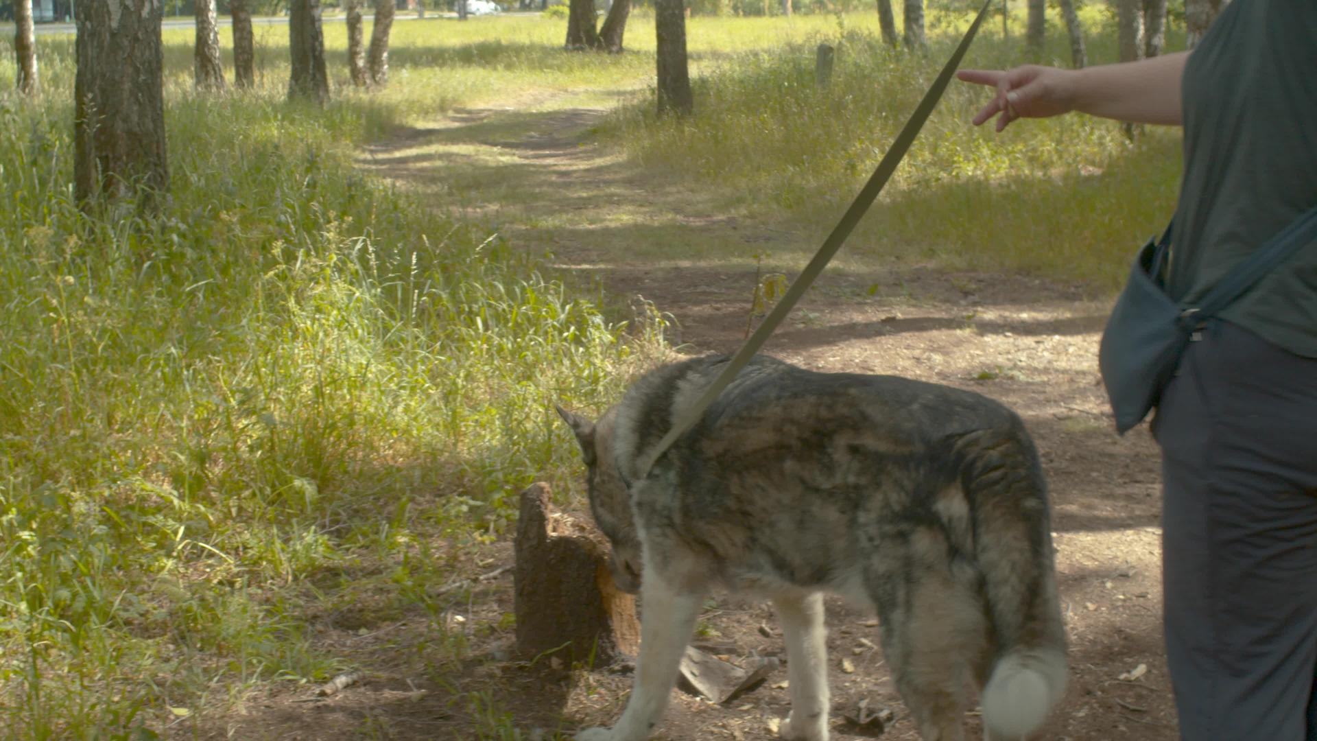 自愿者和狗在森林路上视频的预览图