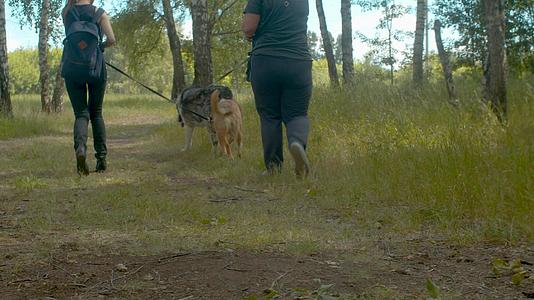 志愿者和狗一起走在森林路上视频的预览图