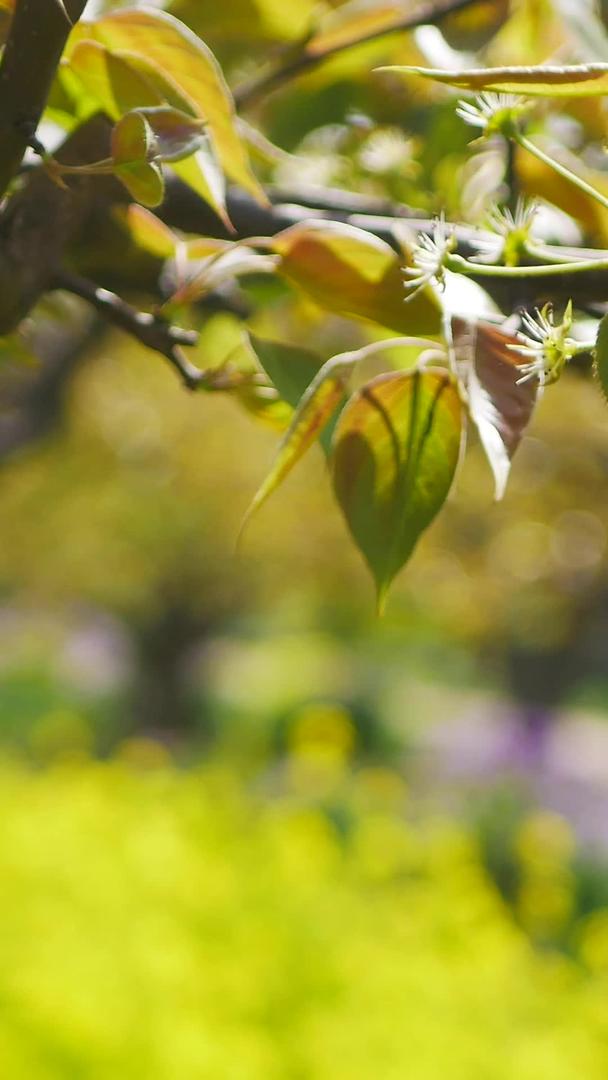 梨花树在花丛中视频的预览图
