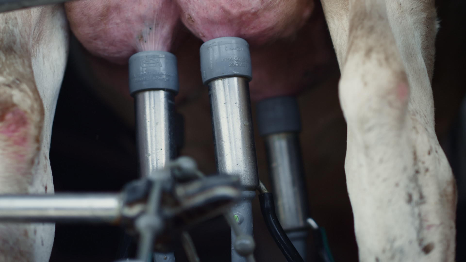 奶牛泵送在牛上工作的自动售货机视频的预览图
