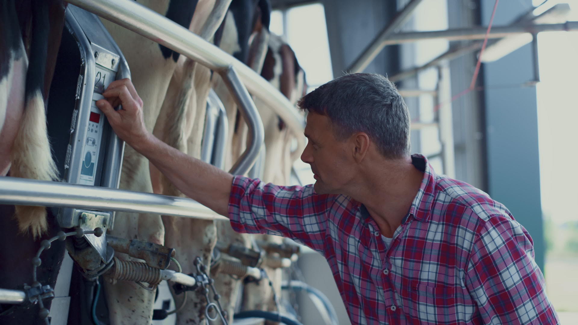 农民在乳制品生产中检查挤奶技术系统视频的预览图