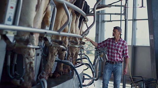 在奶牛场企业主检查挤奶转盘视频的预览图