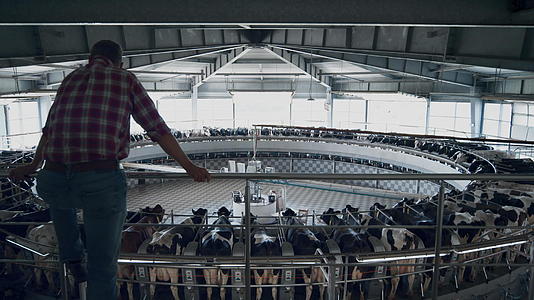 现代奶牛场农民自动检查挤奶系统视频的预览图