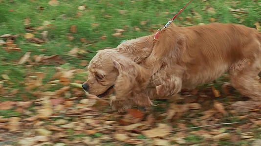 可爱的狗在草坪上跑来跑去视频的预览图