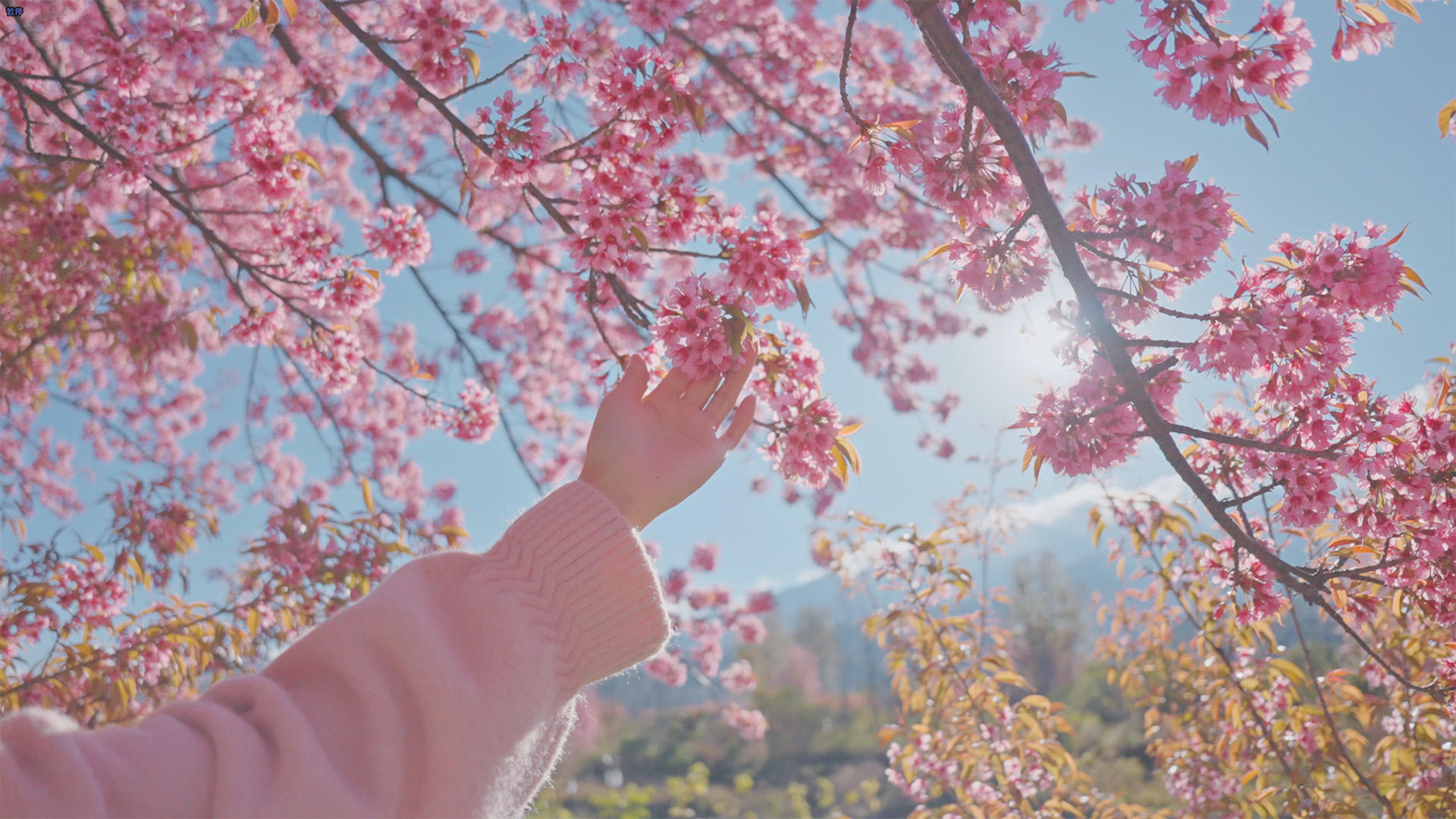 升级樱花树下的4K少女视频的预览图