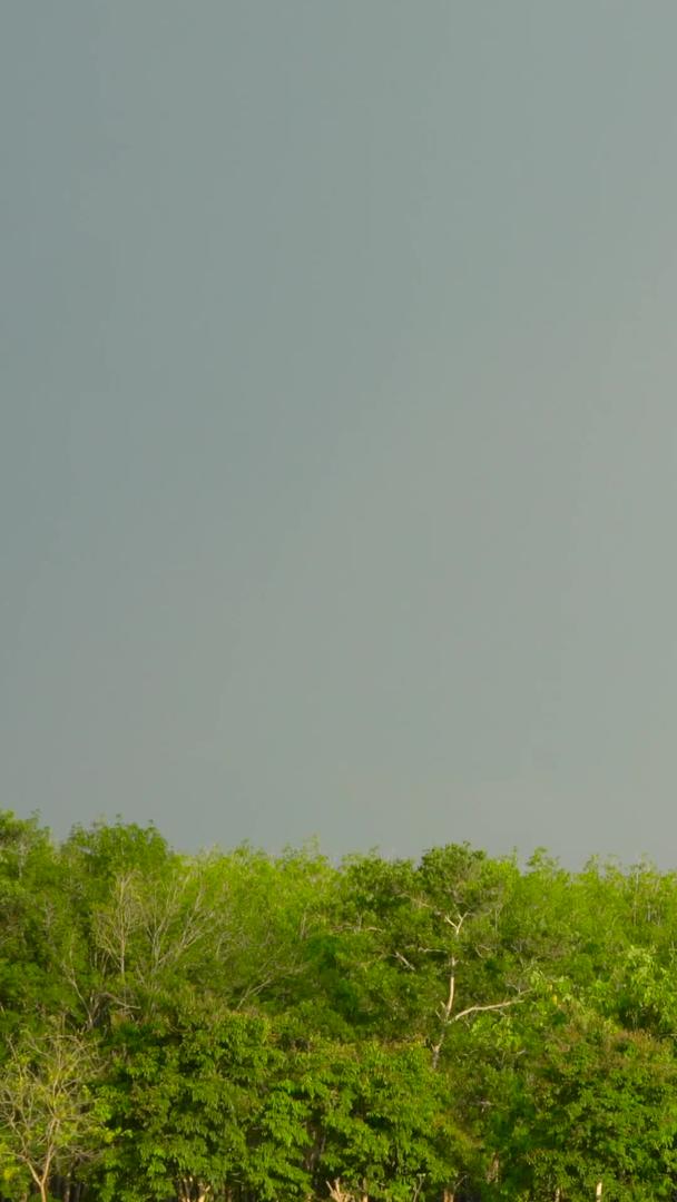 农田白鹭在彩虹下延迟视频的预览图