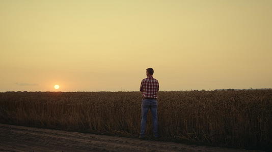 剪影农民农艺师独自看日落小麦田收获的收获视频的预览图