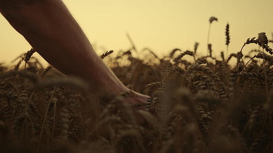 田间特写小麦在日出早晨收获视频的预览图