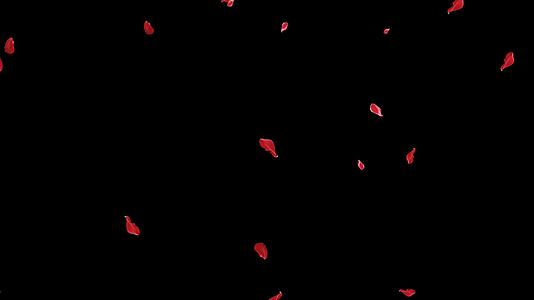 4K透明通道玫瑰花瓣素材视频的预览图