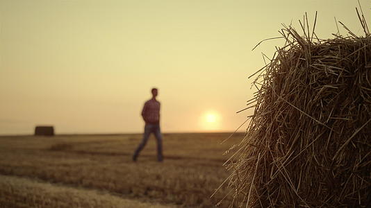在金色的日落种植季节男人走干草堆田视频的预览图