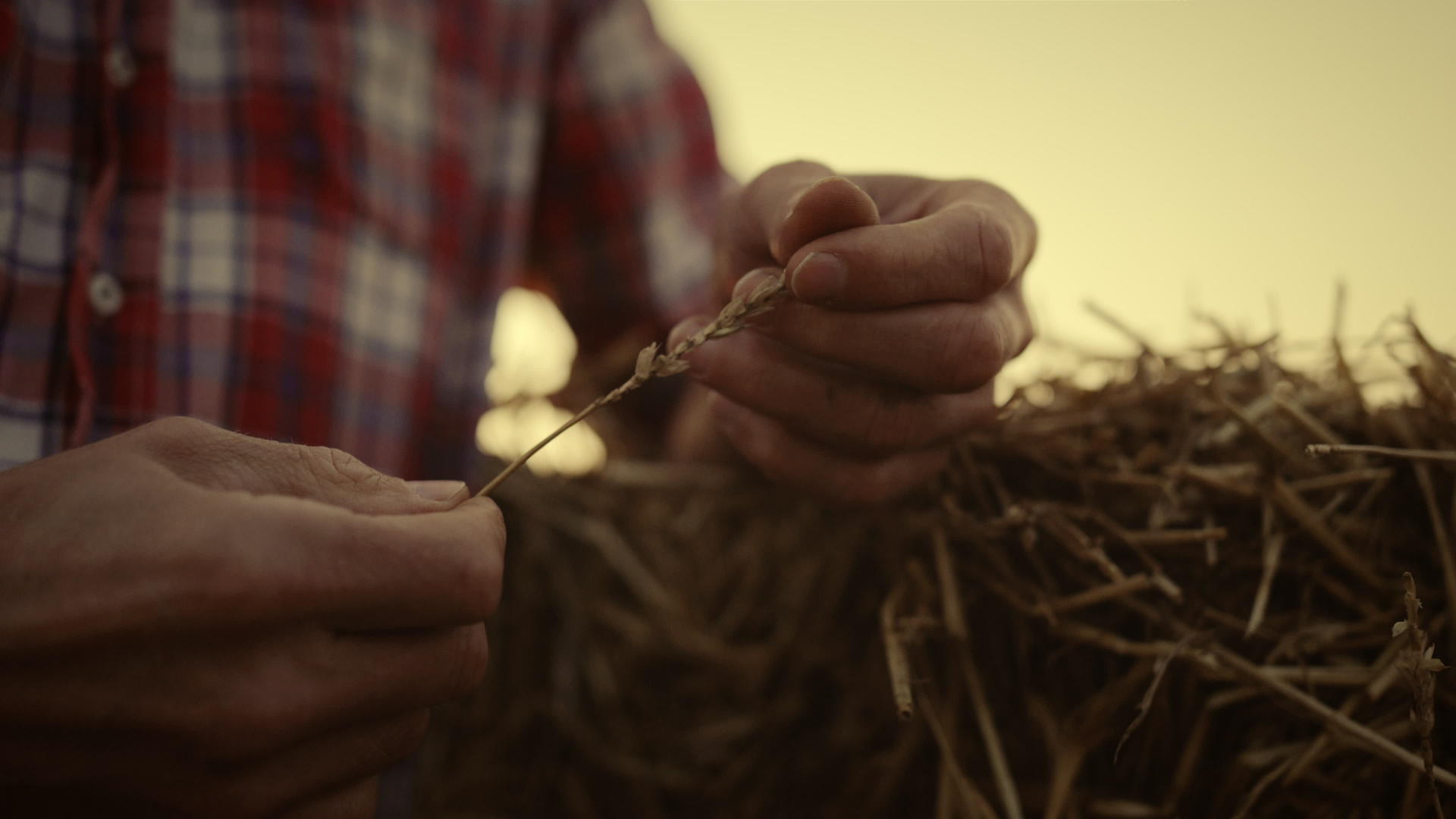 农民们的手在夕阳的田野里握着小麦穗视频的预览图