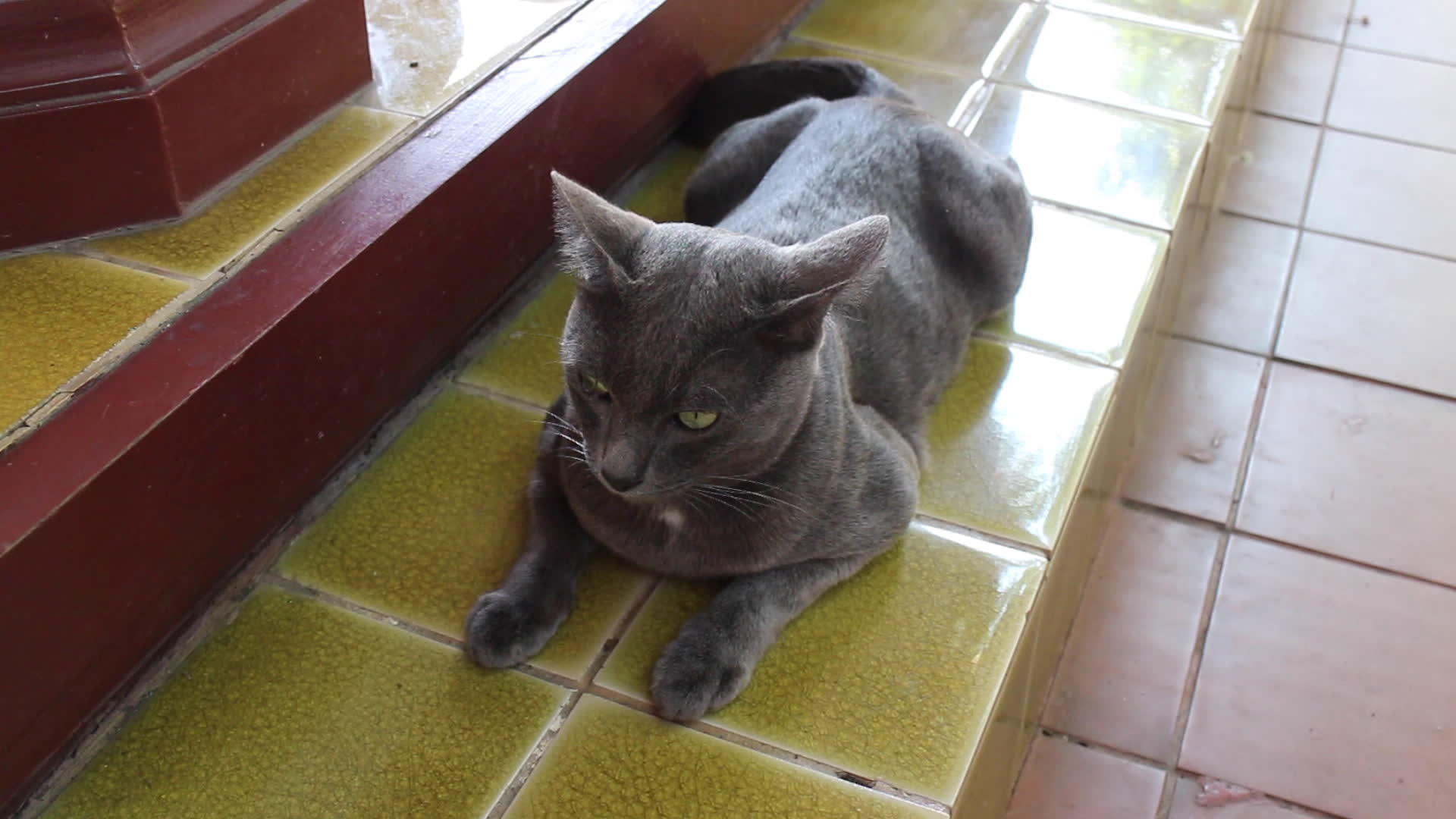 当地快乐的Thai灰色短发猫视频的预览图