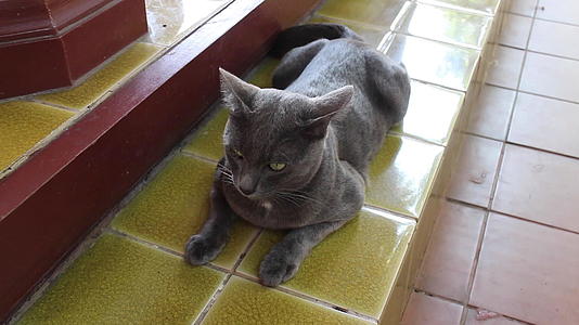 当地快乐的Thai灰色短发猫视频的预览图