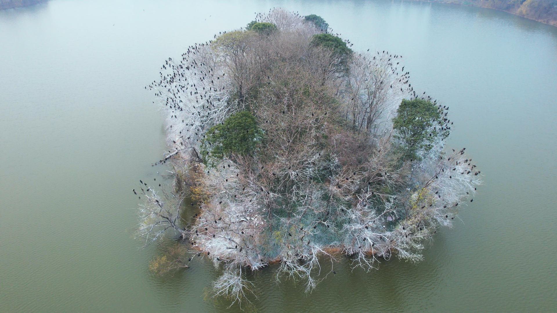 航拍停满候鸟的湖中岛自然风景飞鸟4k素材视频的预览图