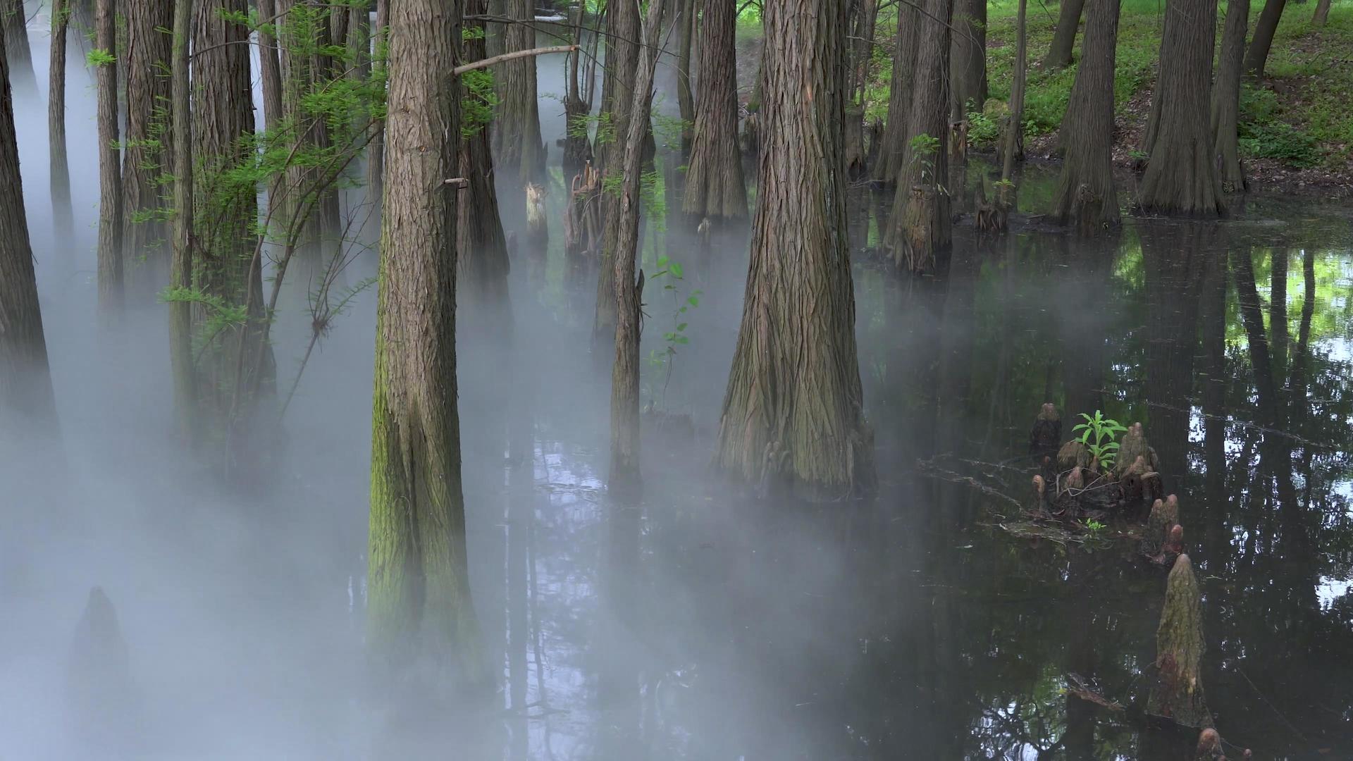 湿地公园水杉4K视频的预览图
