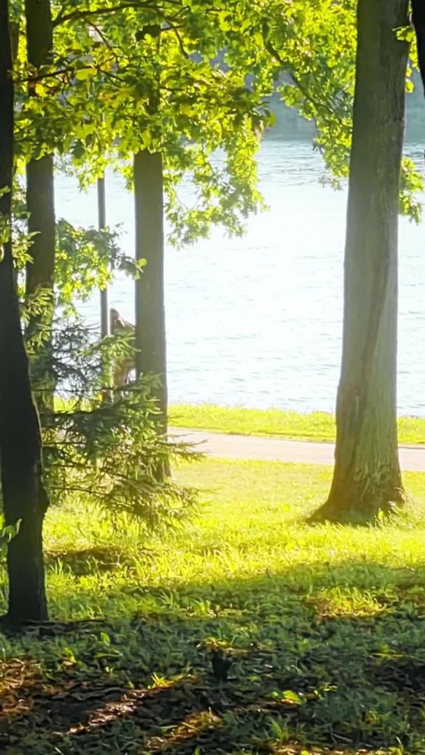在森林湖边骑自行车的人视频的预览图