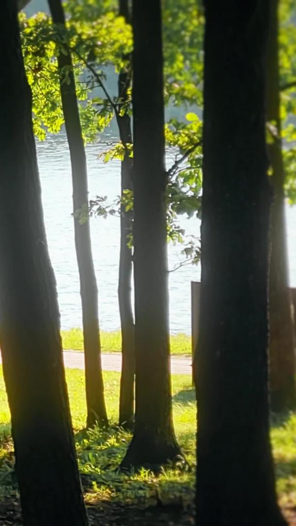 在森林湖边骑自行车的人视频的预览图
